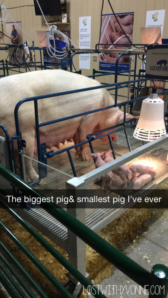 BIG PIG
