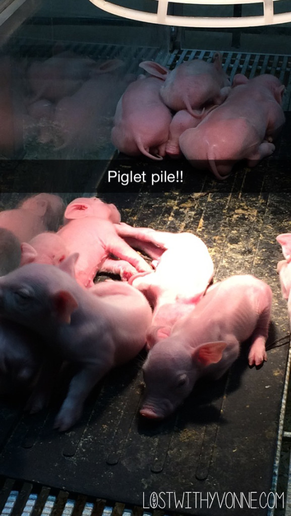 Piglet Pile