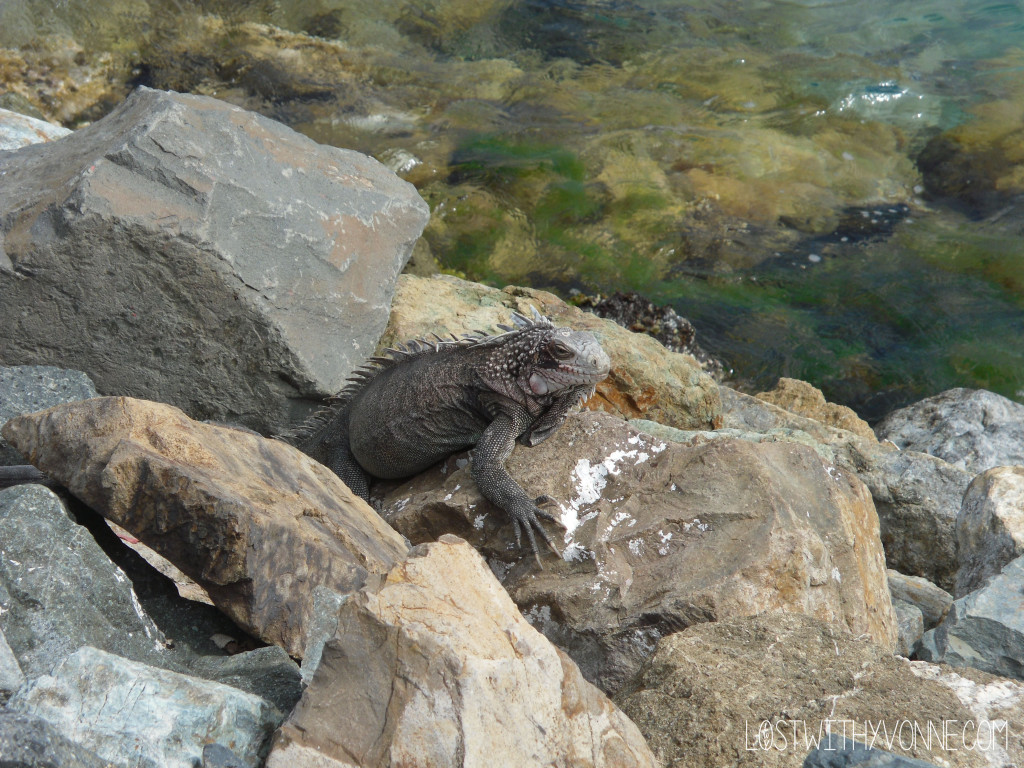 They were everywhere! 