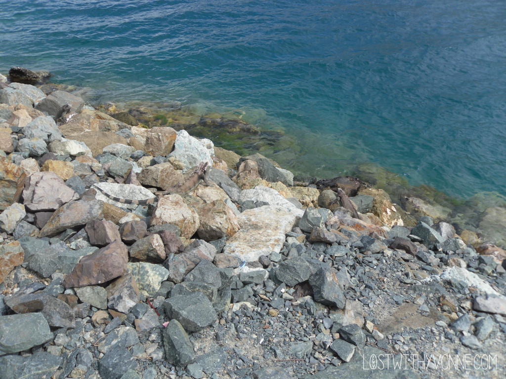 Can you spot the Iguana? 