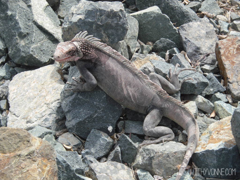Iguana 4